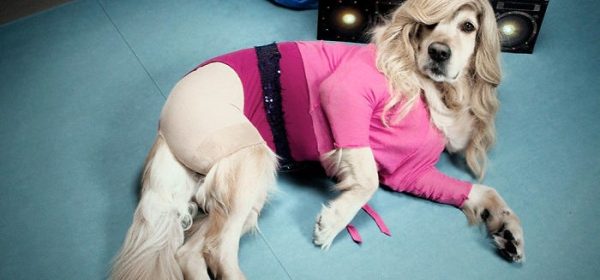 Пес-двойник Мадонны "взорвал" сеть: забавные фото